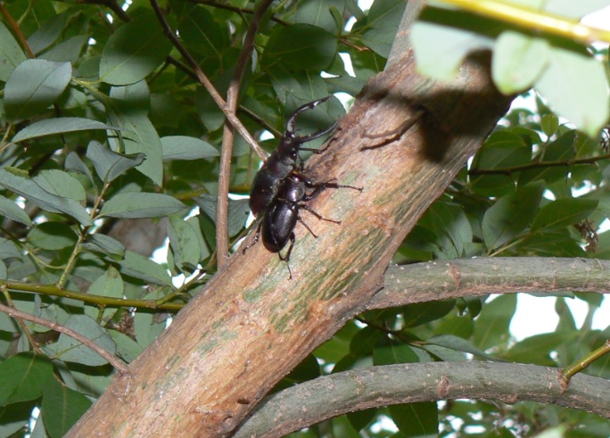 中州のヤナギ 左前_ノコギリクワガタのペア_2021年6月5日 5時50分頃 気温21度